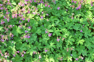 Geranium macrorrhizum 'Ingwersens Variety'