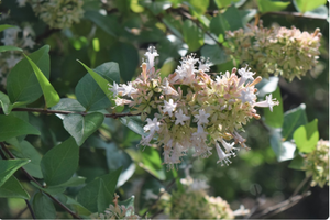 Abelia chinensis