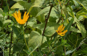 Heliopsis helianthoides