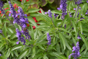 Salvia farinacea 'Evolution Violet'