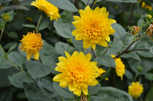 Helianthus x multiflorus 'Sunshine Daydream'