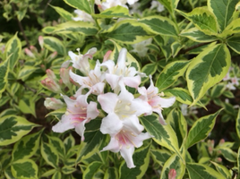 Weigela florida 'Variegata'