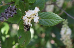 Clethra alnifolia