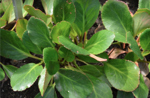 Bergenia ciliata 'Dragonfly Sakura'