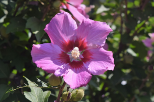 Hibiscus syriacus 'Aphrodite'