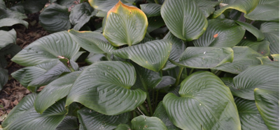 Hosta 'Blue Umbrellas'