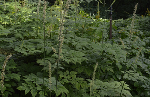 Actaea simplex