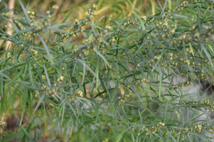 Artemisia dracunculus 'Sativa'