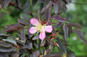 Rosa glauca