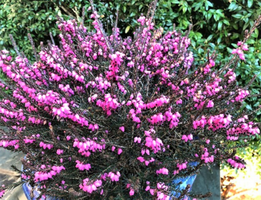 Erica 'Kramer's Red'