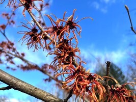 Hamamelis × intermedia 'Jelena'