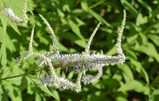 Veronicastrum virginicum