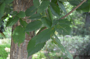 Ulmus americana 'Princeton'