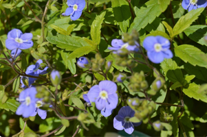 Veronica peduncularis 'Georgia Blue'