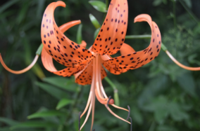 Lilium lancifolium