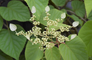 Schizophragma hydrangeoides 'Moonlight'