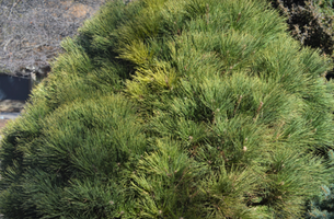 Pinus ponderosa 'Dixie'