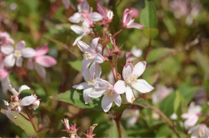 Deutzia x 'Yuki Cherry Blossom'