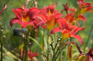 Hemerocallis 'Baja'