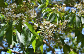 Lagerstroemia fauriei 'Kiowa'