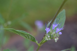 Caryopteris x clandonensis 'Longwood Blue'