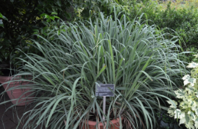 Cymbopogon citratus