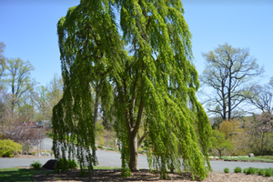 Cercidiphyllum japonicum 'Pendulum'