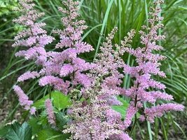 Astilbe chinensis 'Vision In Pink'