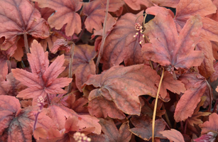 Heucherella 'Sweet Tea'