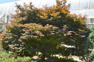 Acer palmatum 'Rhode Island Red'