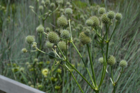 Eryngium yuccifolium