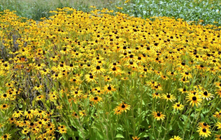 Rudbeckia fulgida var. deamii