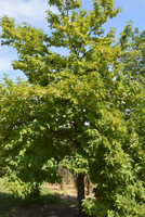 Halesia carolina 'Jersey Belle'