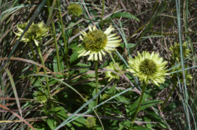 Echinacea 'Green Jewel'