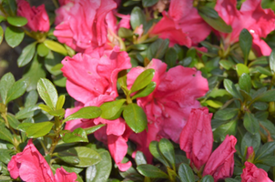 Rhododendron 'Bloom-a-Thon Hot Pink'