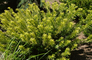 Cephalotaxus harringtonia 'Gold Splash'