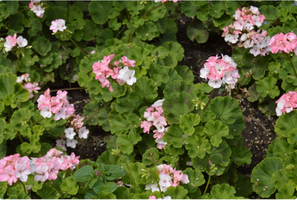 Pelargonium x hortorum 'Pinto Premium White to Rose'