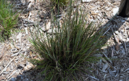 Eragrostis spectabilis