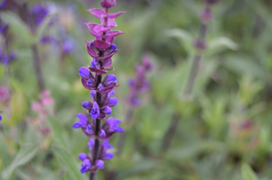 Salvia nemorosa 'Caradonna'