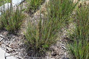 Schizachyrium scoparium 'Prairie Munchkin'