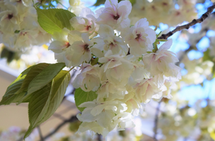 Prunus serrulata 'Ukon'