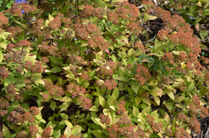 Spirea japonica 'Dakota Goldcharm'