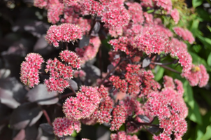 Hylotelephium telephium 'Cherry Truffle'