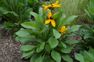 Rudbeckia hirta 'Indian Summer'