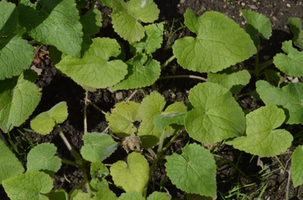 Lunaria annua