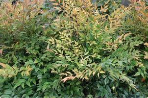 Nandina domestica 'Obsession'