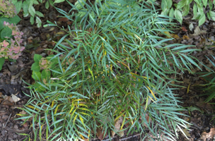 Mahonia 'Soft Caress'