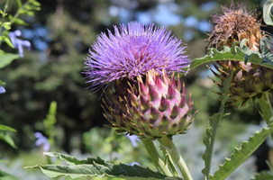 Cynara cardunculus