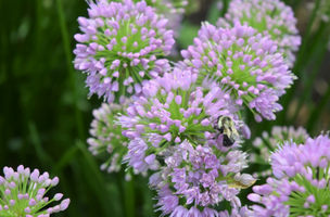 Allium 'Millenium'