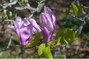 Magnolia 'Betty'